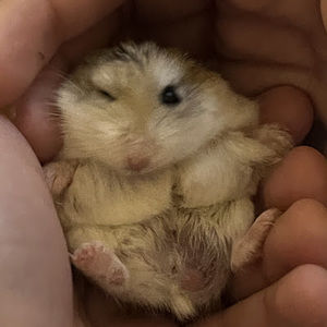 Meet your Posher, Avery